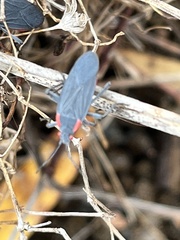 Jadera haematoloma