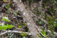 Quercus vaseyana