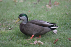 Anas rubripes × platyrhynchos