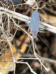 Jadera haematoloma