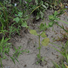 Heliotropium nicotianifolium