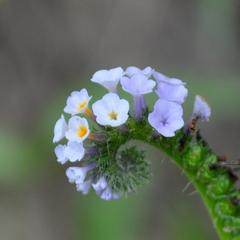 Heliotropium nicotianifolium