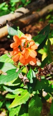 Crossandra infundibuliformis