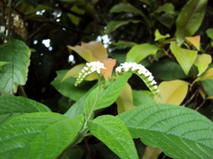 Heliotropium transalpinum