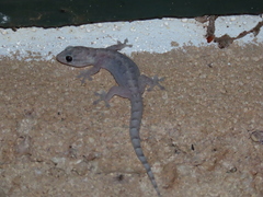 Gehyra dubia