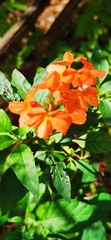 Crossandra infundibuliformis