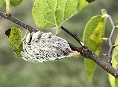 Megalopyge opercularis