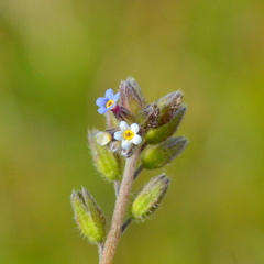 Myosotis discolor