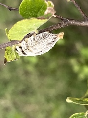 Megalopyge opercularis