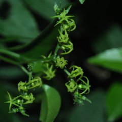 Myriopus breviflorus