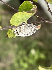 Megalopyge opercularis