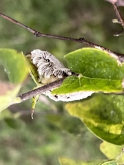 Megalopyge opercularis