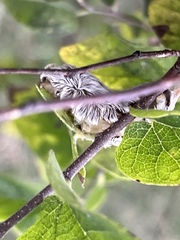 Megalopyge opercularis