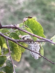 Megalopyge opercularis