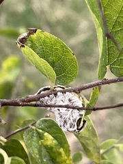 Megalopyge opercularis