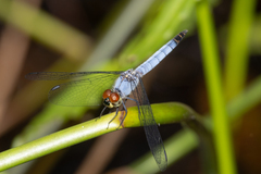 Brachydiplax denticauda