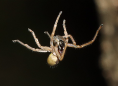 Cheiracanthium seidlitzi