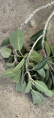 Ficus rubiginosa