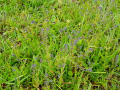 Myosotis discolor