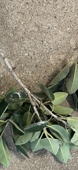 Ficus rubiginosa