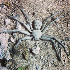 Sicarius thomisoides