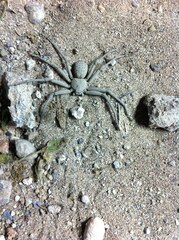 Sicarius thomisoides