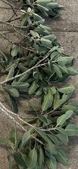 Ficus rubiginosa