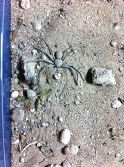 Sicarius thomisoides