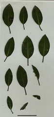 Ficus rubiginosa