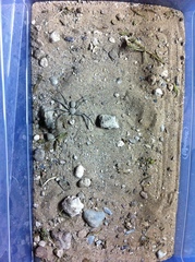 Sicarius thomisoides