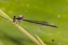 Agriocnemis rubricauda