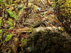 Desmognathus santeetlah