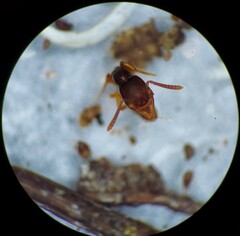 Stigmatomma pallipes