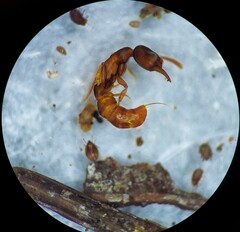 Stigmatomma pallipes