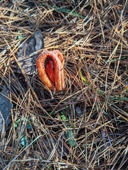 Clathrus columnatus
