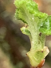 Ribes malvaceum malvaceum