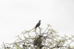 Patagioenas flavirostris