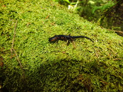 Plethodon jordani