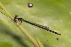 Agriocnemis rubricauda