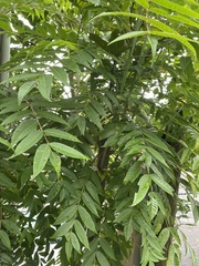 Toona sinensis