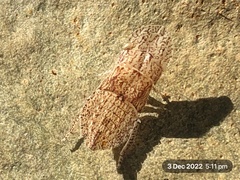 Ledromorpha planirostris