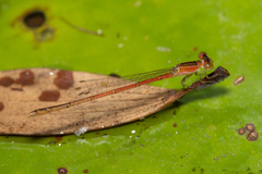 Agriocnemis rubricauda