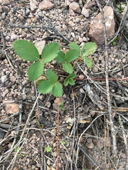 Fragaria virginiana glauca