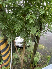 Toona sinensis