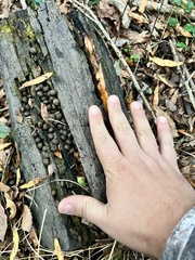 Sylvilagus palustris