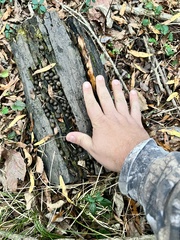 Sylvilagus palustris