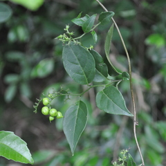 Myriopus breviflorus