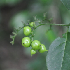 Myriopus breviflorus