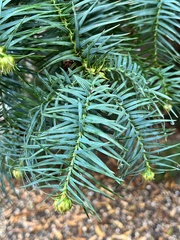 Cunninghamia