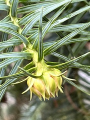 Cunninghamia